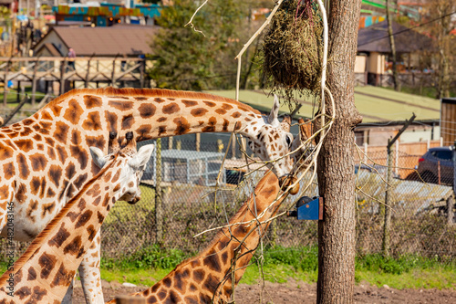 Close up shot of Giraffe eating in the beautiful West Midland Safari Park