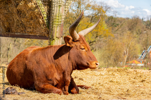 Close up shot of cute Texas longhorn in the beautiful West Midland Safari Park