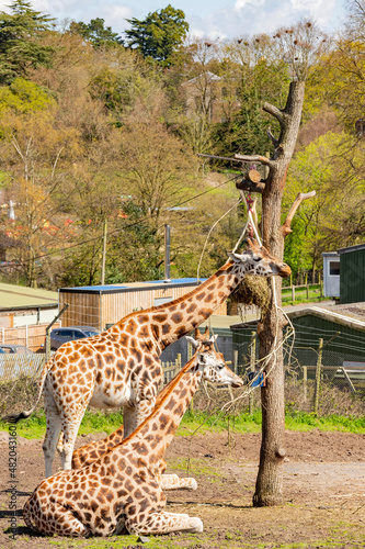 Close up shot of Giraffe eating in the beautiful West Midland Safari Park
