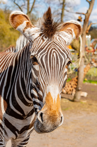 Close up shot of cute zebra in the beautiful West Midland Safari Park