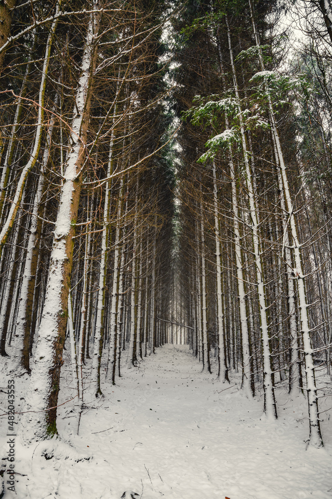 Winter, Bäume, Wald, Winterlandschaft, Schnee, Schneelandschaft, Weihnachten, Weg, Bayern Winter, Bäume, Wald, Winterlandschaft, Schnee, Schneelandschaft, Weihnachten, Weg, Bayern