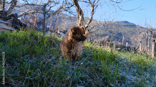 Perro marrón en invierno en el jardín