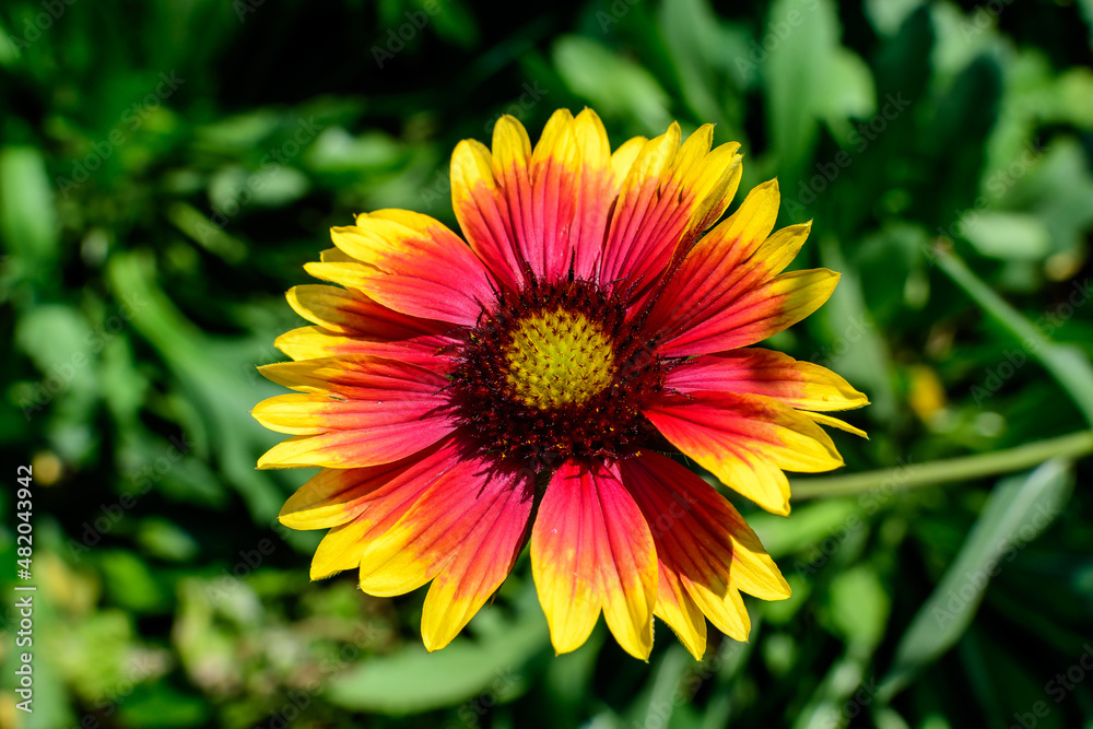 One vivid yellow and red Gaillardia flower, common known as blanket flower, and blurred green leaves in soft focus, in a garden in a sunny summer day, beautiful outdoor floral background. One vivid yellow and red Gaillardia flower, common known as blanket flower, and blurred green leaves in soft focus, in a garden in a sunny summer day, beautiful outdoor floral background.