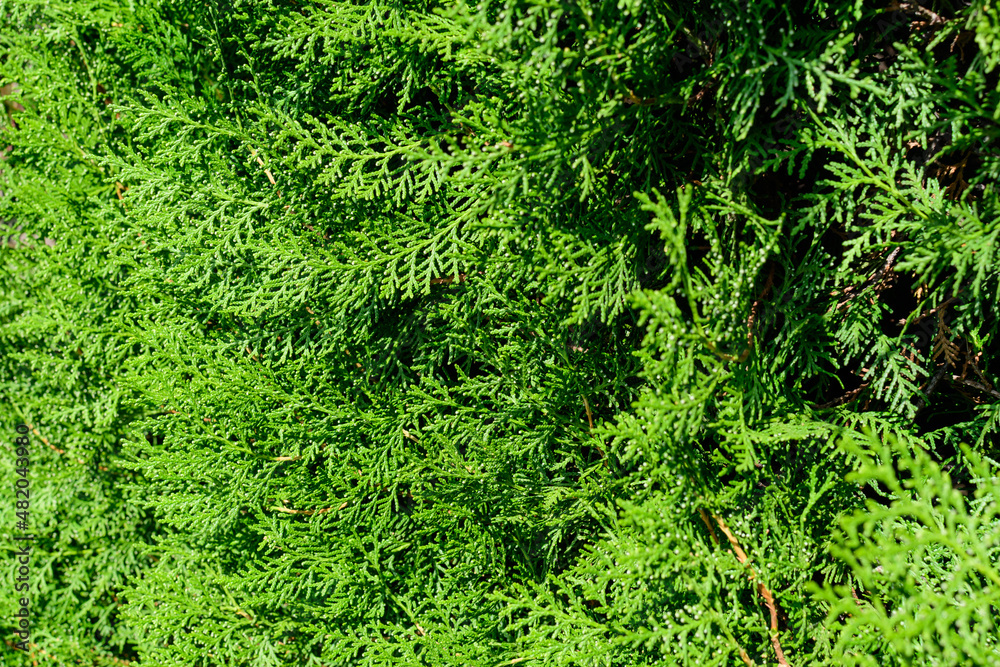 Many small vivid green leaves of Thuja coniferous tree, commonly known asarborvitaes, thujas or cedars in a garden in a sunny summer day. Many small vivid green leaves of Thuja coniferous tree, commonly known asarborvitaes, thujas or cedars in a garden in a sunny summer day.