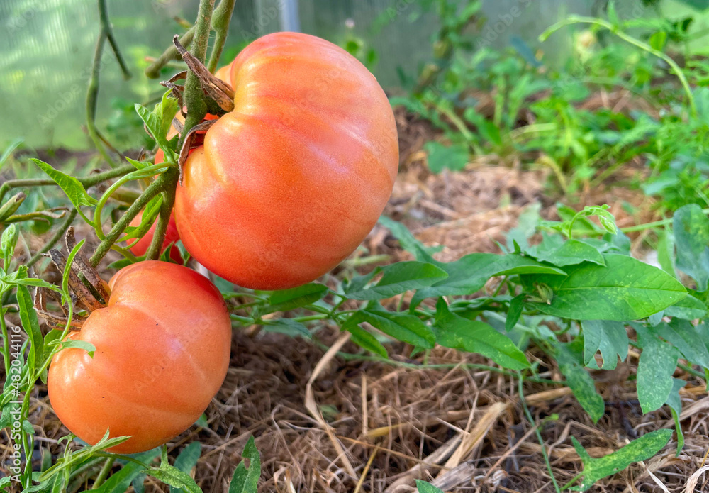 Red tomatoes in the greenhouse. The concept of gardening proper nutrition. Close-up. Selective focus Red tomatoes in the greenhouse. The concept of gardening proper nutrition. Close-up. Selective focus