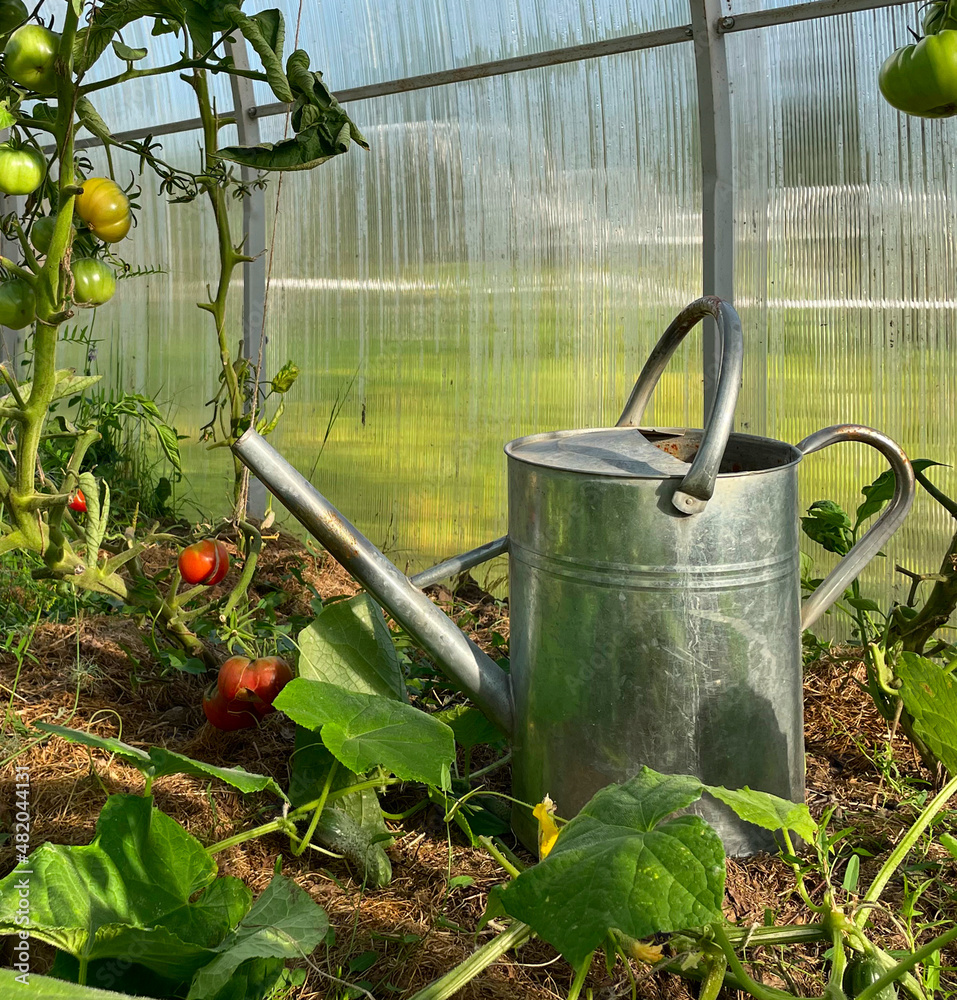 Metal watering can in the vegetable garden. Close-up. selective focus