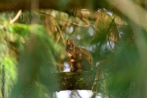  Eichhörnchen © Dwi