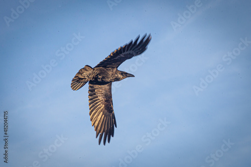 Black Raven in flight © Глеб Шайдуров