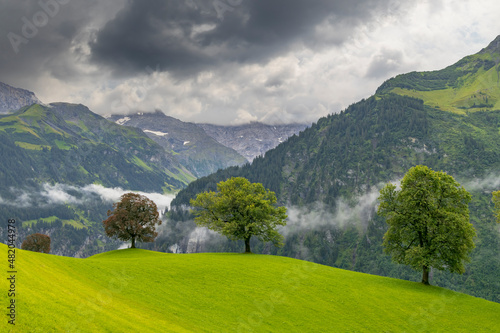 Lonely trees in countryside, Swiss Alps nearby Unterschächen photo