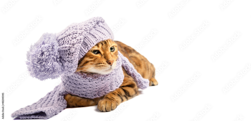 Obraz premium Domestic cat dressed in a knitted hat and scarf on a white background with copy space.