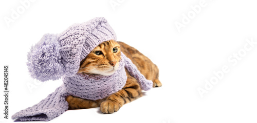 Domestic cat dressed in a knitted hat and scarf on a white background with copy space.