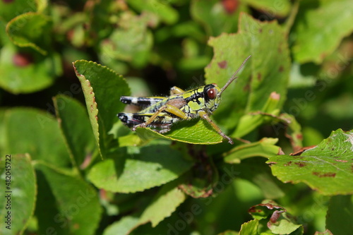 The Green Mountain Grasshopper (Miramella alpina) short-horned grasshoppers in a natural habitat on the leaf of blueberry © matuty