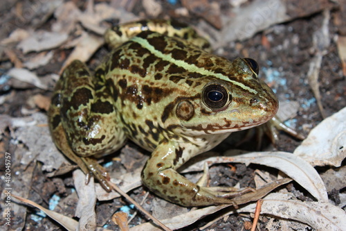 The Balkan frog, Balkan water frog, or Greek marsh frog (Pelophylax kurtmuelleri) in a natural habitat
