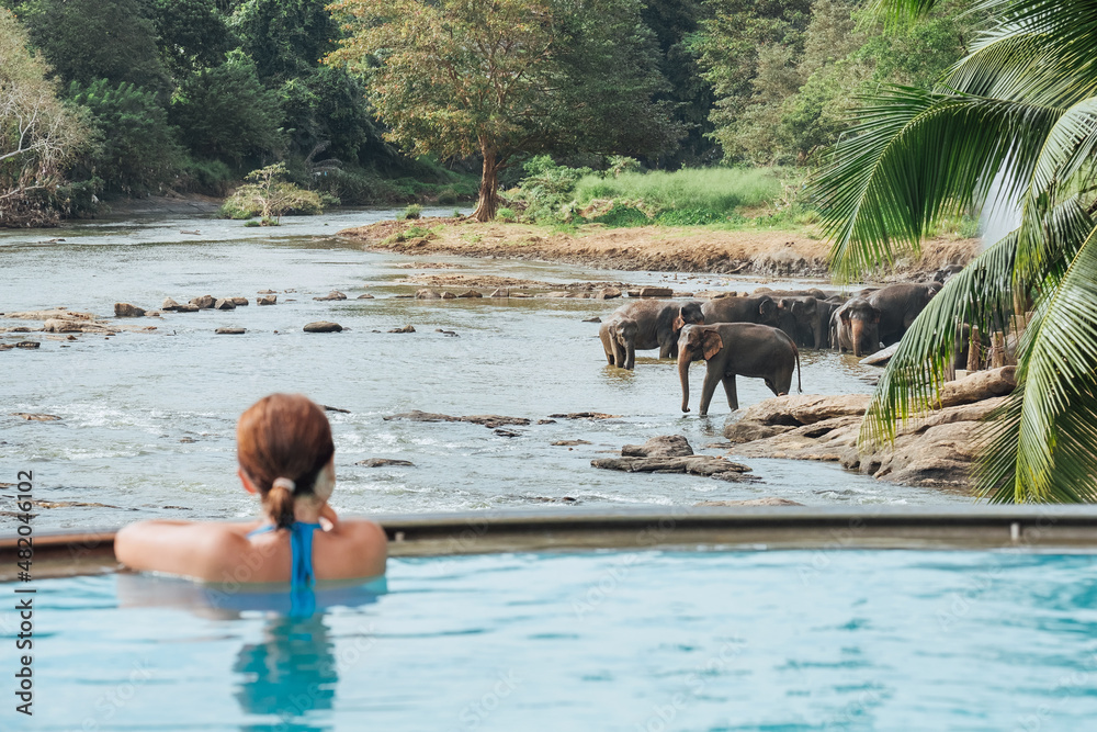 Φωτογραφία Woman relaxing in swimming pool and watching a Herd of Young elephants in river water hosing in Pinnawala Elephant Orphanage