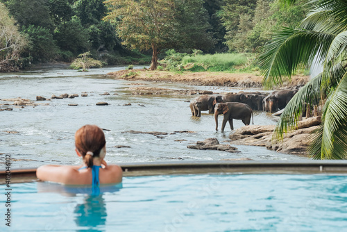 Woman relaxing in swimming pool and watching a Herd of Young elephants in river water hosing in Pinnawala Elephant Orphanage. photo