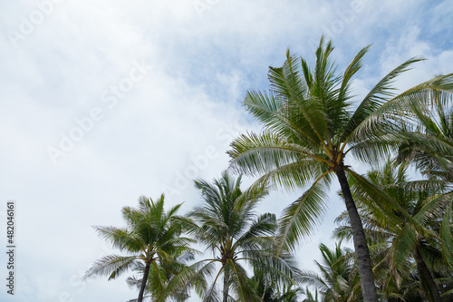 Palm trees against blue sky. Tropical landscape. Palm at tropical coast  coconut tree  summer tree. Background with copy space. Tropical landscape. Bali island  Indonesia.