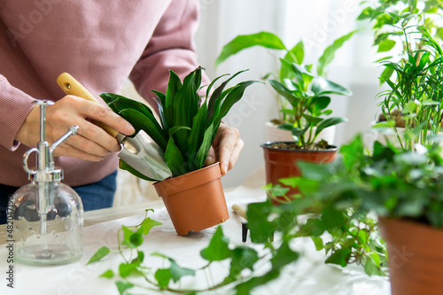 Woman gardeners transplanting plant in new pots on the white wooden table. Concept of home garden. Spring time. Stylish interior with a lot of plants. Taking care of home plants. Template.