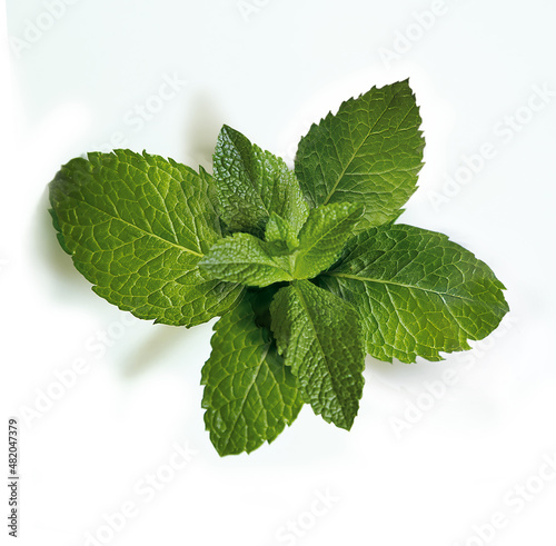 menthe, feuille, herbe, plante, isolé, menthe poivrée, frais, congé, médecine, menthe verte, aliment, nature, aux herbes, ingredi ents, blanc, arôme, mélissa, menthol, aromate, épice, sain, fraîcheur, photo