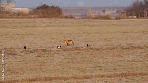 un bonito zorro salvaje de color ocre y blanco, mirada desconfiada y cola larga en el campo entre garzas, lérida, españa, europa photo