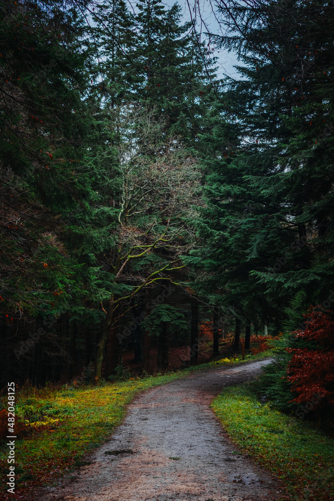 Obraz premium Forest Path