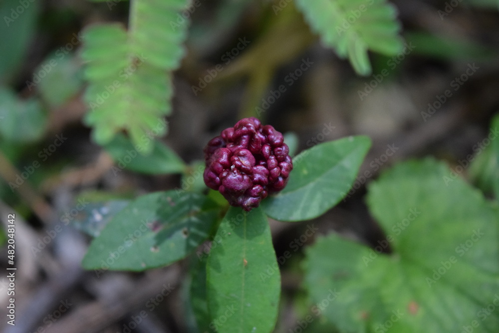 raspberry-like macro raspberry-like macro