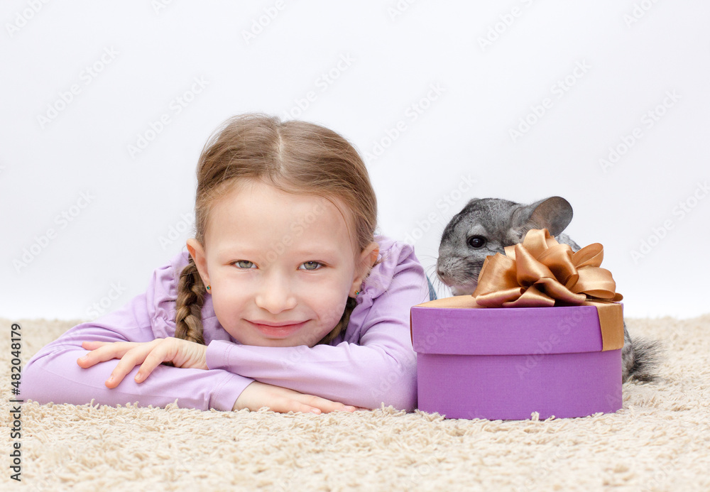 Cute smiling little girl holds funny gray chinchilla over gray background. pet present Cute smiling little girl holds funny gray chinchilla over gray background. pet present