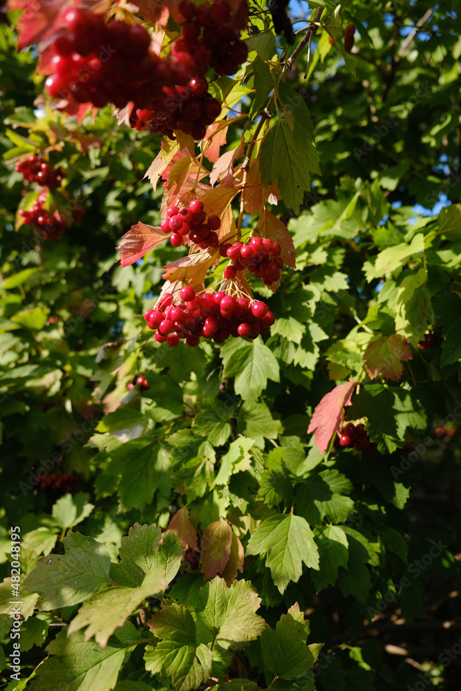red berries in autumn red berries in autumn