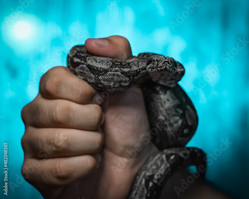 hand holding a snake snake in hands , serpiente , vibora, reptil, animal