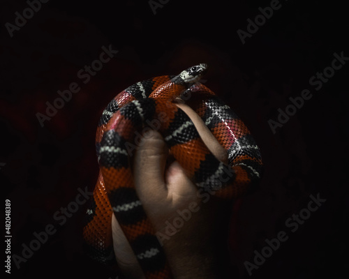 snake in hand snake in hands , serpiente , vibora, reptil, animal
