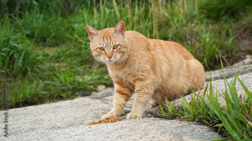 Yellow cat on the rock