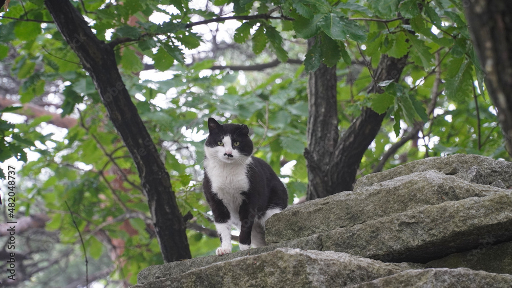 A tuxedo cat on a foggy castle wall