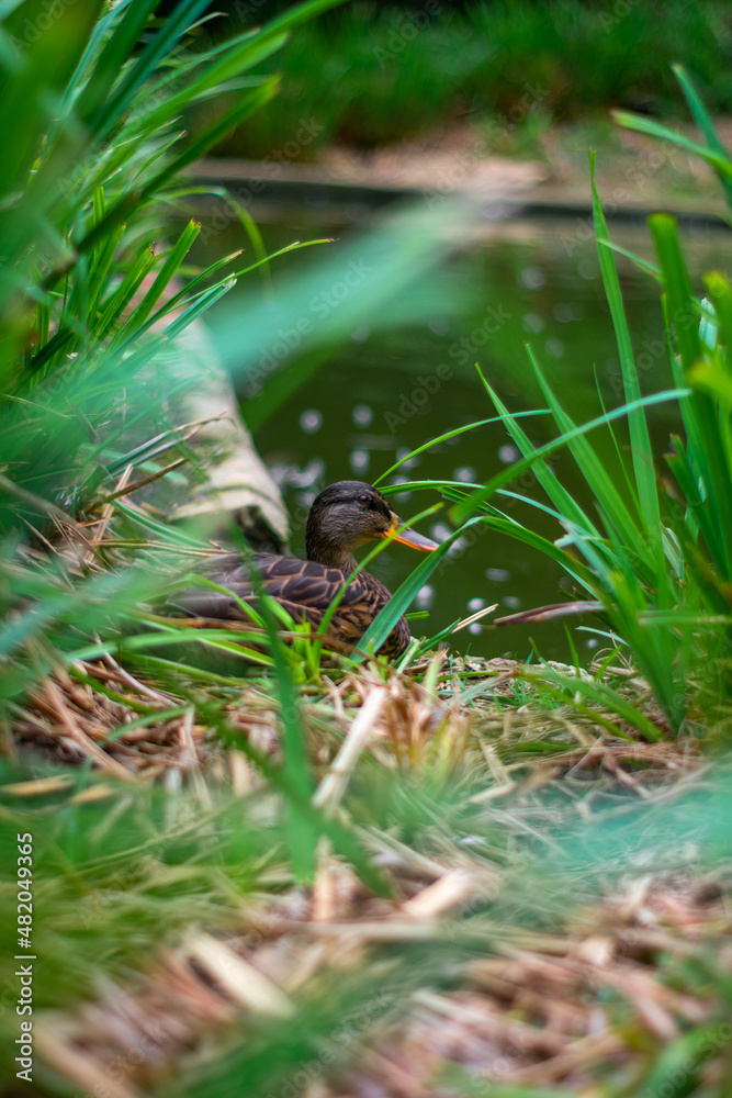 squirrel in the grass squirrel in the grass