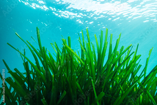 Posidonia oceanica, mar mediterráneo.
