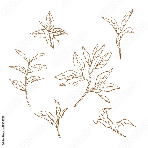 Vector branches with leaves. Leaves on tree branches, tea leaves, hand drawn vector illustration. For logos, prints, icons, fabrics, etc.