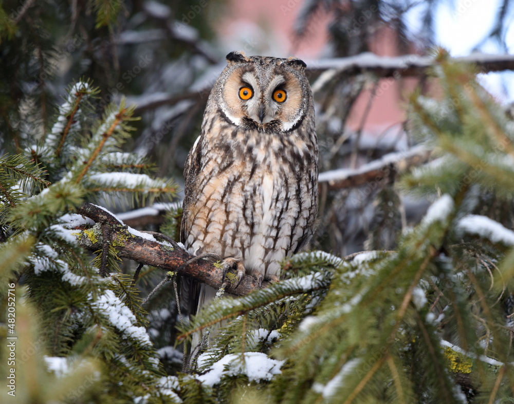Sweet owl in the winter. Sweet owl in the winter.