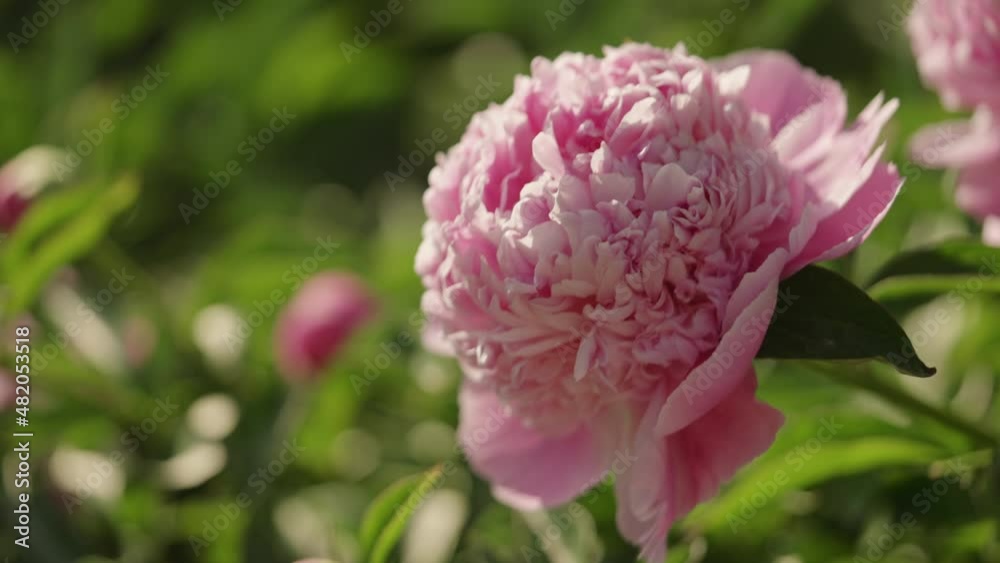 Slow motion bright pink peony flower closeup Slow motion bright pink peony flower closeup