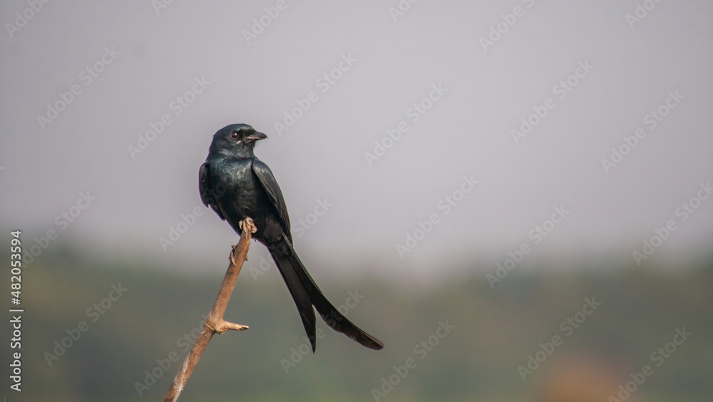 Fototapeta premium Birds