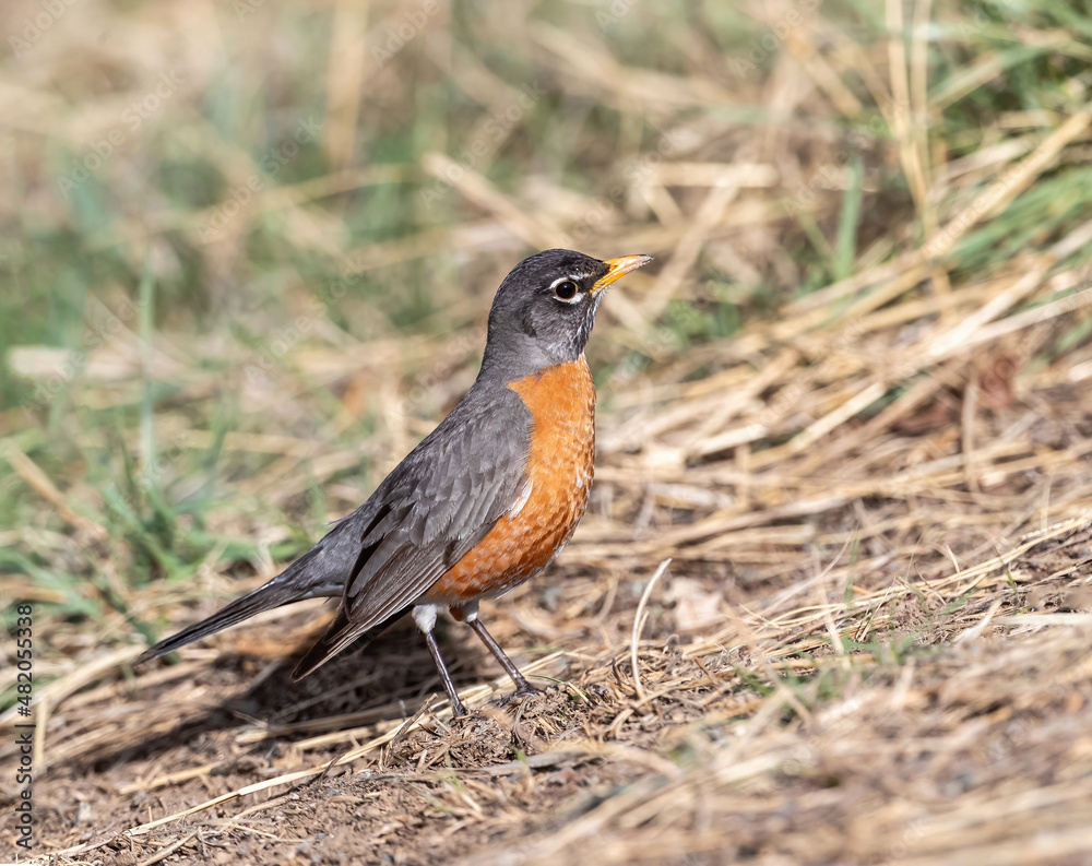 Closeup of an American Robin on a wild, hillside area early in Springtime. Closeup of an American Robin on a wild, hillside area early in Springtime.