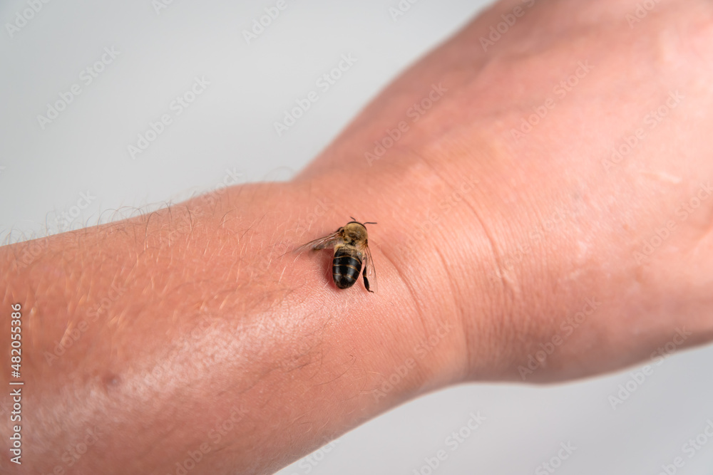 Fototapeta premium A bee on a man's hand.