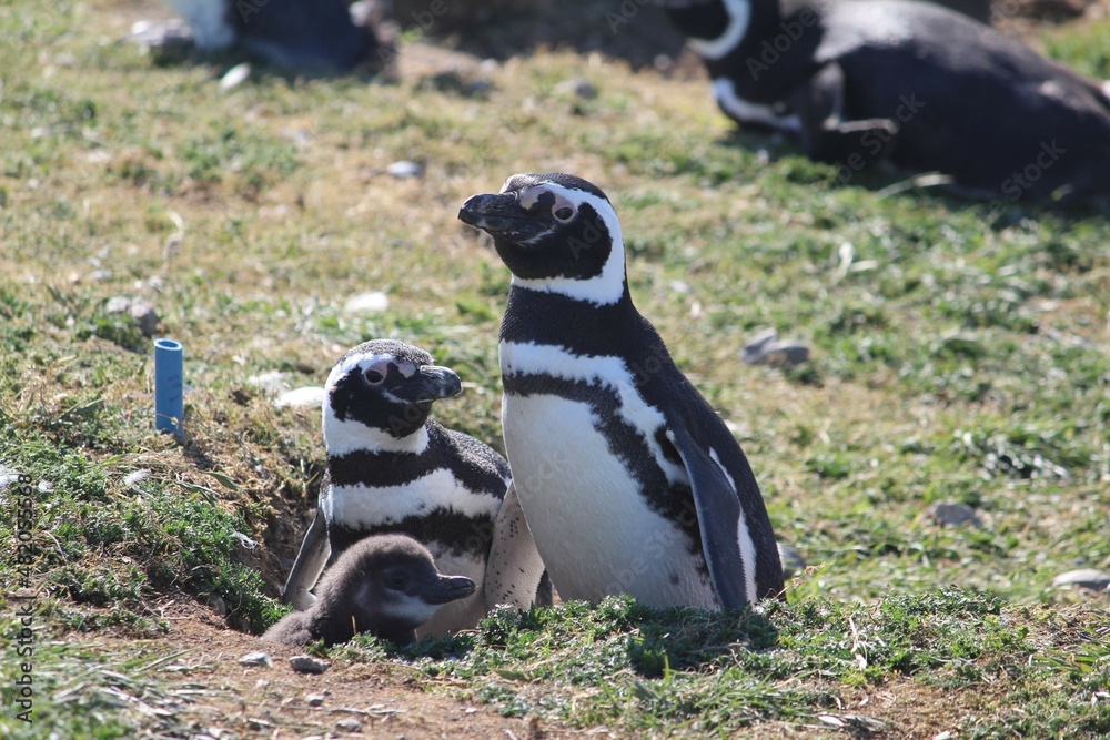 Obraz premium Penguins