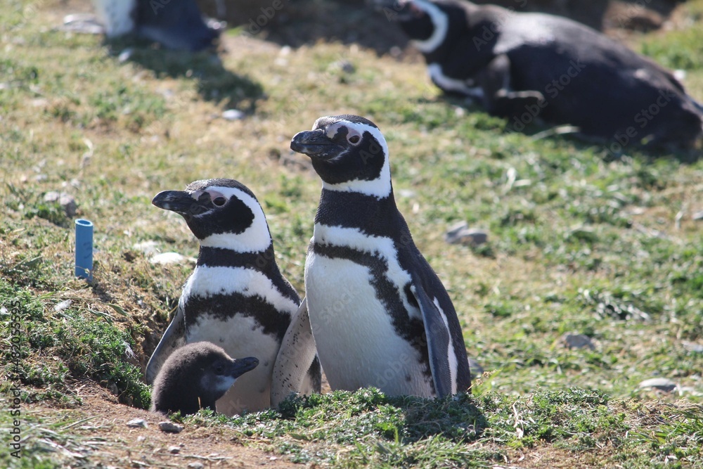 Naklejka premium Penguins