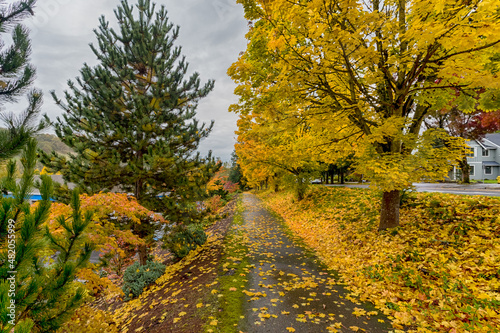 Fototapeta Naklejka Na Ścianę i Meble -  Golden color sidewalk in rainy autumn day in urban area