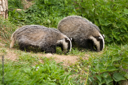 A pair of british Badgers