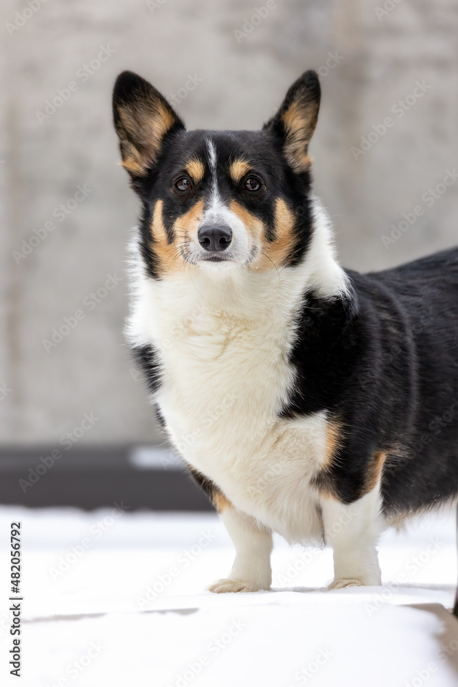 Tri-colored Pembroke Welsh Corgi standing outside on a snowy covered patio. 