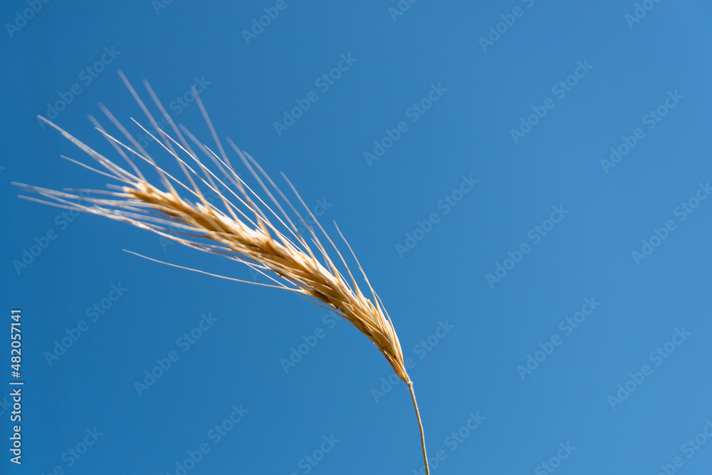 Sky with growing wheat. Yellow, dry stalk of wheat. Sky with growing wheat. Yellow, dry stalk of wheat.