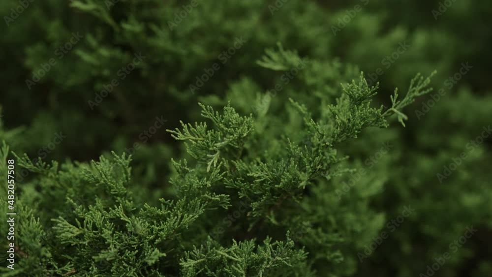 Slow motion green thuja closeup Slow motion green thuja closeup