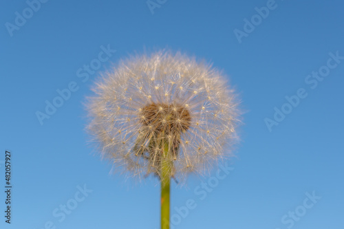 Fluffy white dandelion against the blue sky.