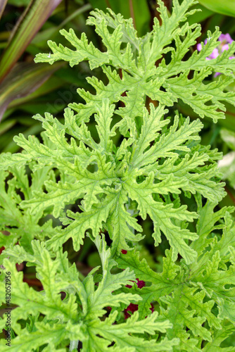 The foliage (leaves) of 'Citronella' scented geranium (Pelargonium 'Citronella'), also known as mosquito plant