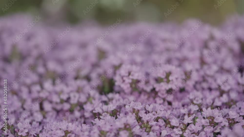 Slow motion thyme flowers blossom closeup Slow motion thyme flowers blossom closeup