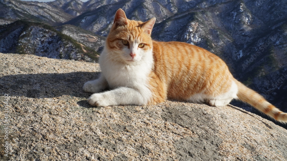 Fototapeta premium Wild yellow cat